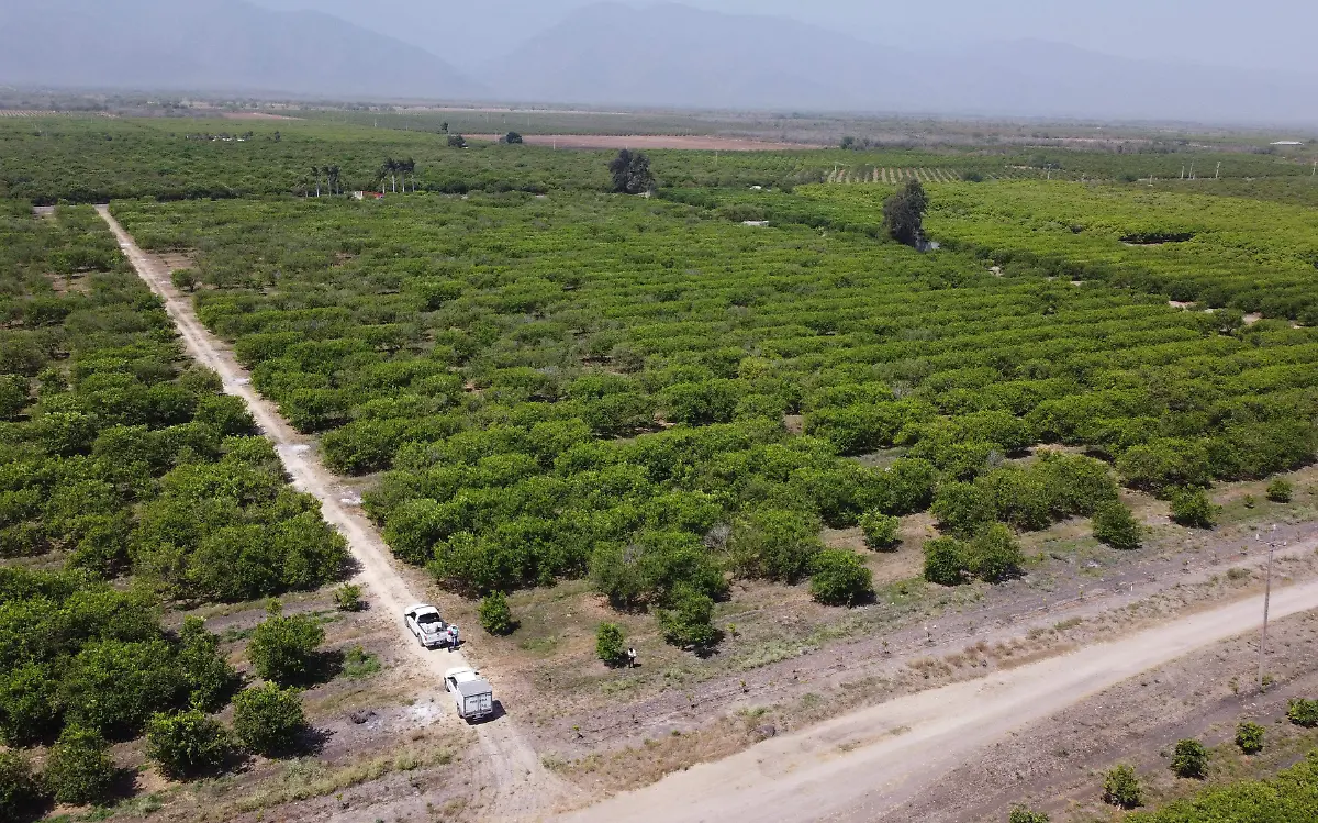 La tierra de Tamaulipas es fértil y generadora de gran cantidad de productos, por lo que la agroindustria progresa pese a la adversidad Vladimir Meza